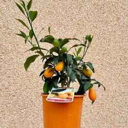 Kumquat-Baum klein