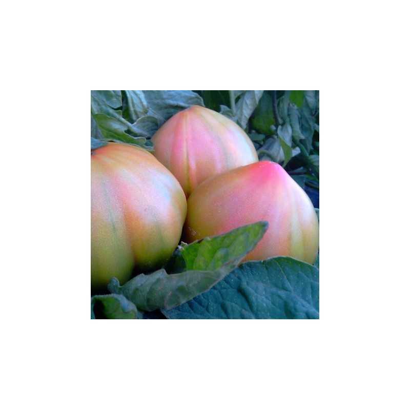 Frische [product_name]