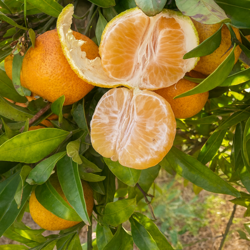 {product_name} directamente del agricultor - Quiero Naranjas