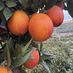 {product_name} directamente del agricultor - Quiero Naranjas {product_name} directamente del agricultor - Quiero Naranjas