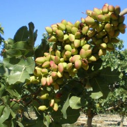 Pistachos Ecológicos de España 100 g