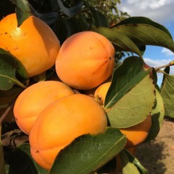 Buy 2 Bio-Kaki | Quieronaranjas – Comprar Naranjas y Mandarinas Ecológicas de Valencia