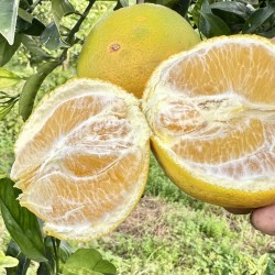 Buy Organic Oranges from Valencia | QuieroNaranjas