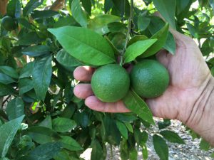 estado de las naranjas en julio