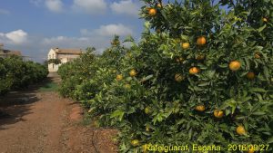 mandarinas-y-casa