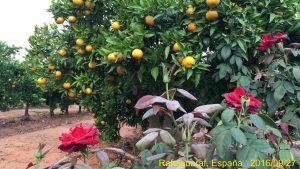 mandarinas-y-rosas
