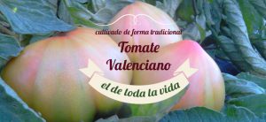 Tomates de Valencia