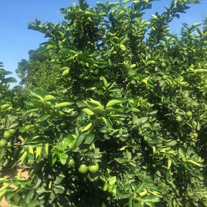 limas arbol