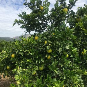 naranjas en octubre