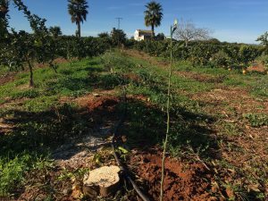 plantando n