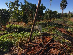 plantando naranjos