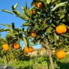 ¿Cuándo comienza la temporada de naranjas en Valencia?