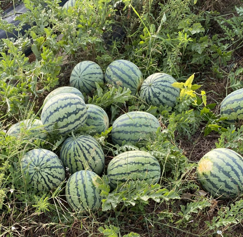 sandias y melones ecologicos