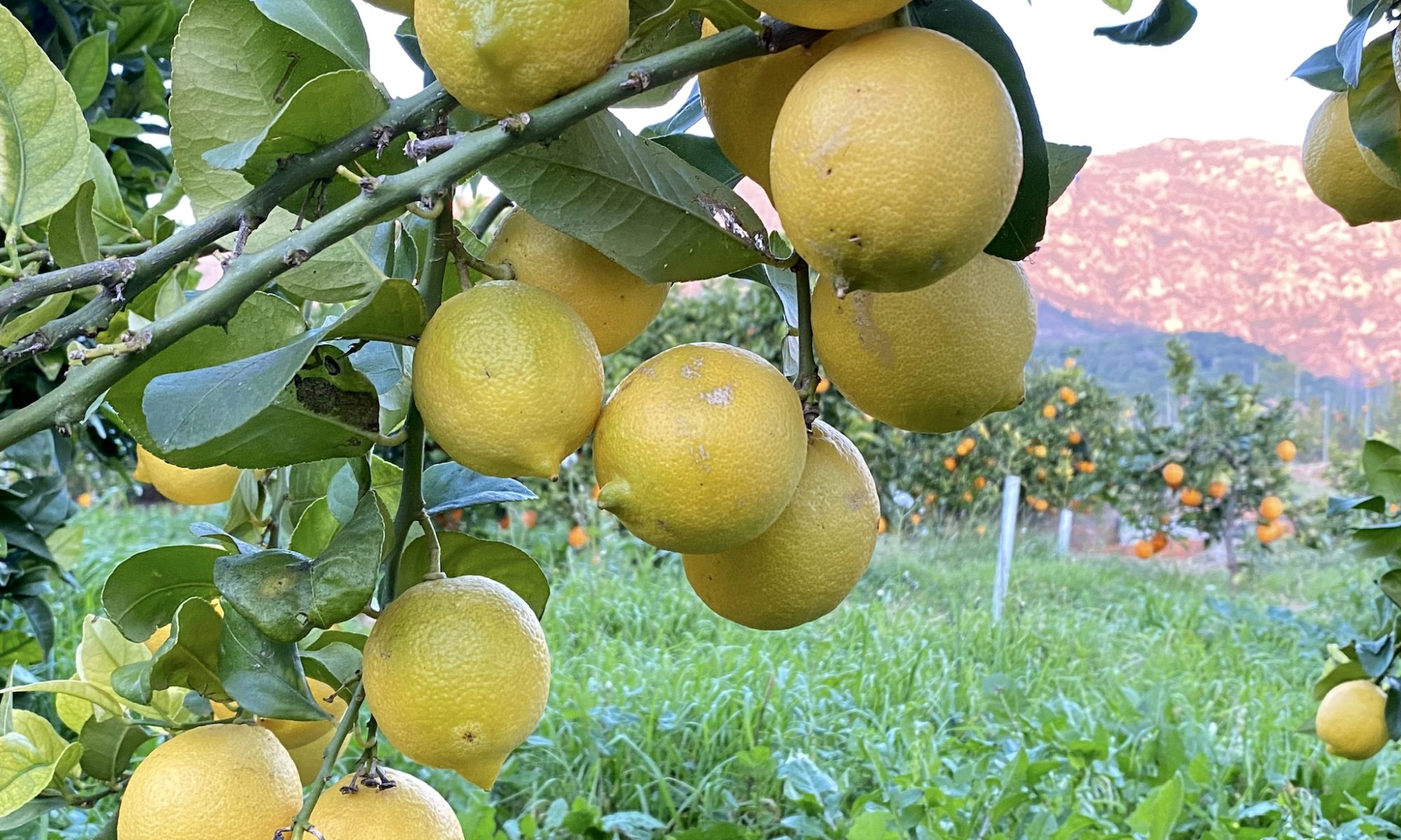 comprar limones