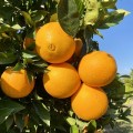Naranjas Ecológicas Valencianas